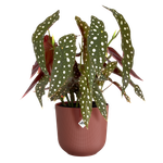 jazz round 19cm rojo toscana